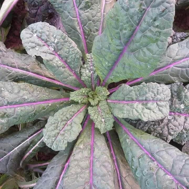 Hạt giống kale khủng long tím