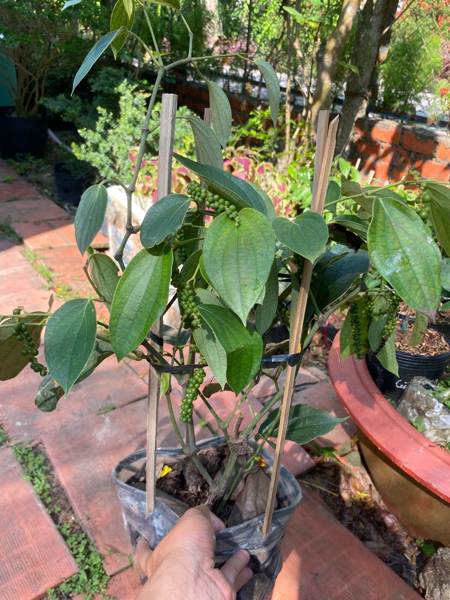 Chậu Cây tiêu xanh