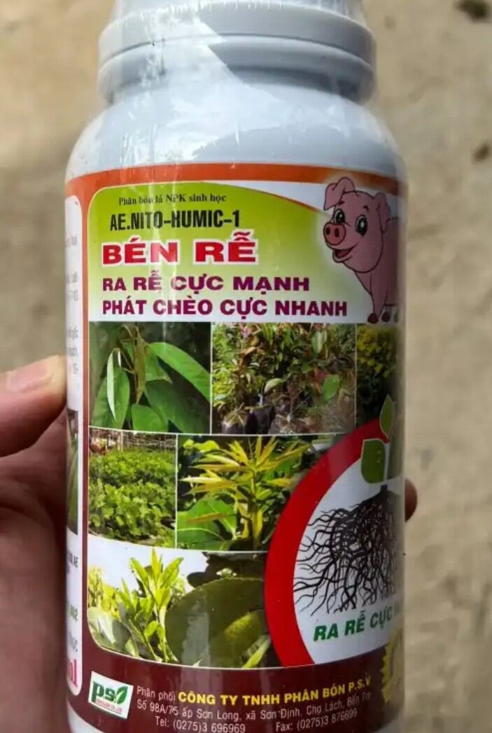 Phân bón Bén Rễ kích rễ cực mạnh ra nhiều rễ cám bung chồi nhú đọt xanh cây chai 500ml