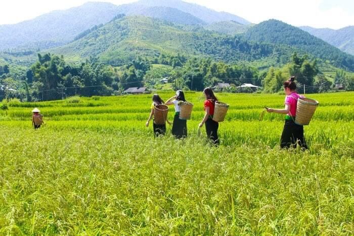 Cốm khô Tây bắc KHÔNG CHẤT BẢO QUẢN 1kg