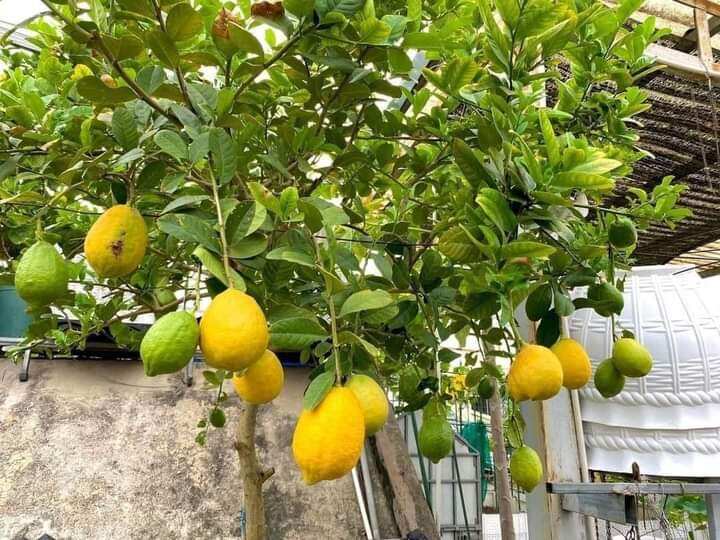Chanh Mỹ vàng đang trái