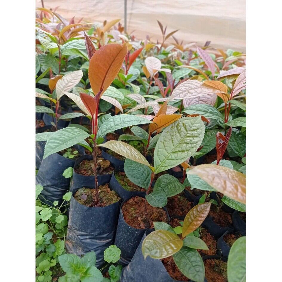 Cây trà hoa vàng cao 40-45cm