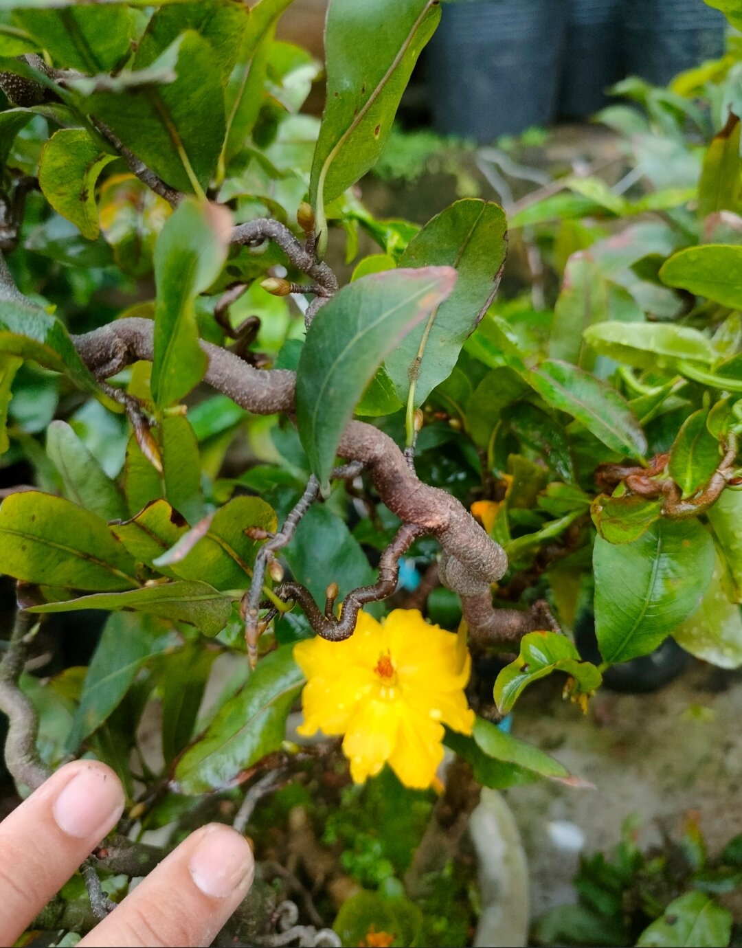 cây mai vàng tự xoắn
