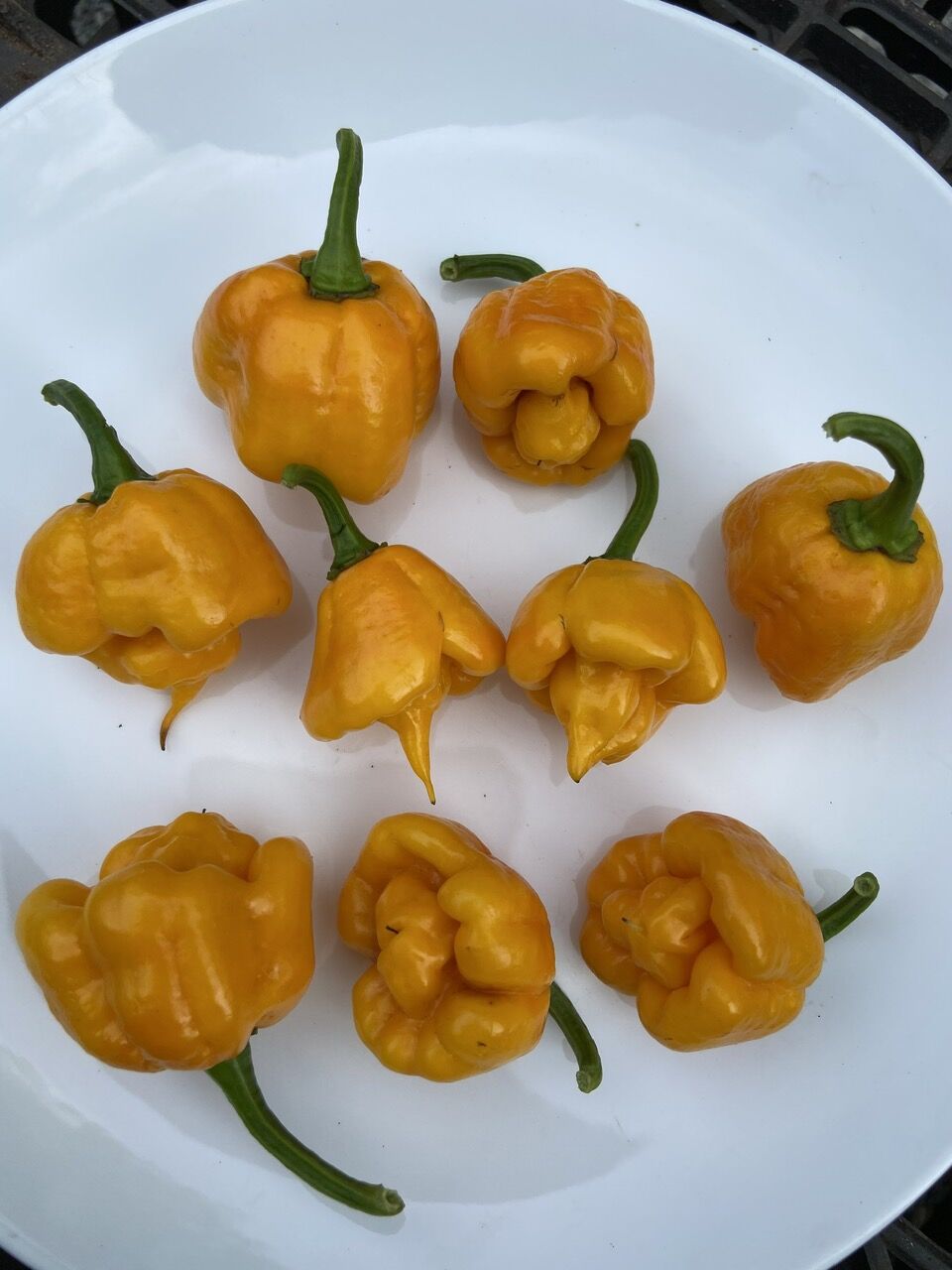 Hạt giống ớt Carolina Reaper Yellow