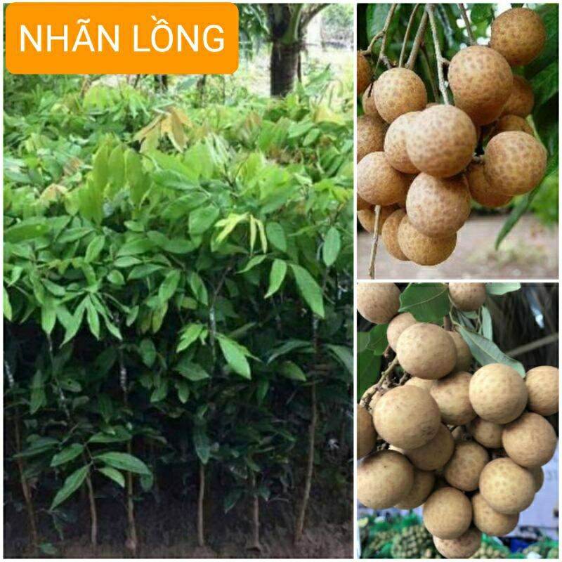 Cây giống nhãn lồng hưng yên ghép