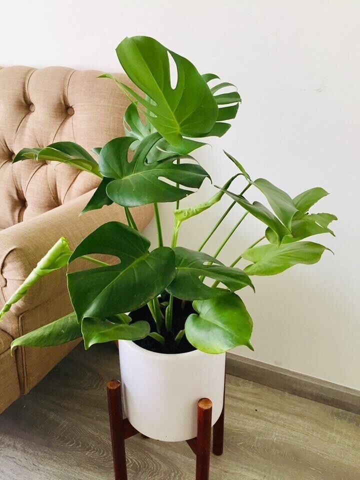 Cây trầu bà lá xẻ Nam Mỹ/ Monstera