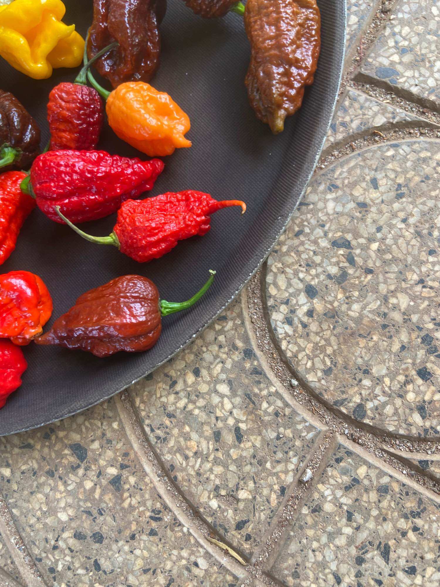 Hạt giống ớt carolina reaper (ớt cay nhất thế giới)