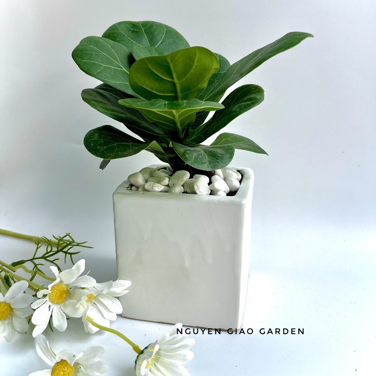 Cây bàng sing để bàn chậu sứ vuông