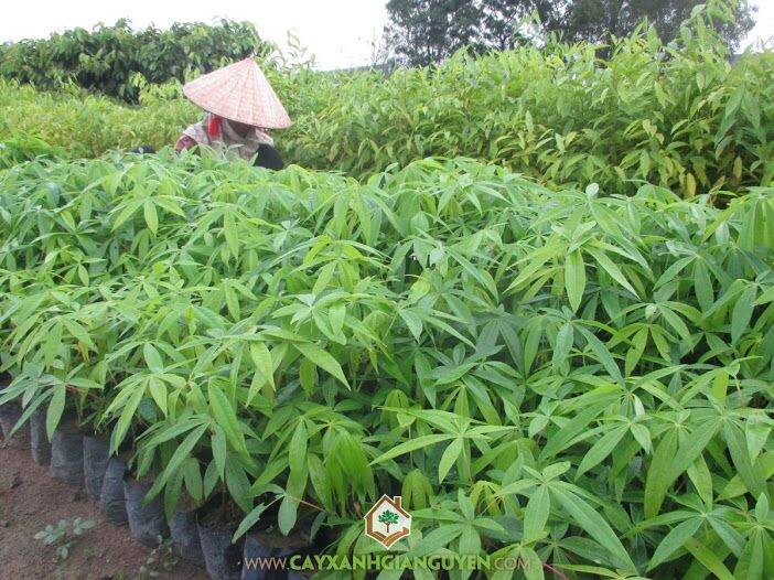 Cây giống trôm lấy mủ