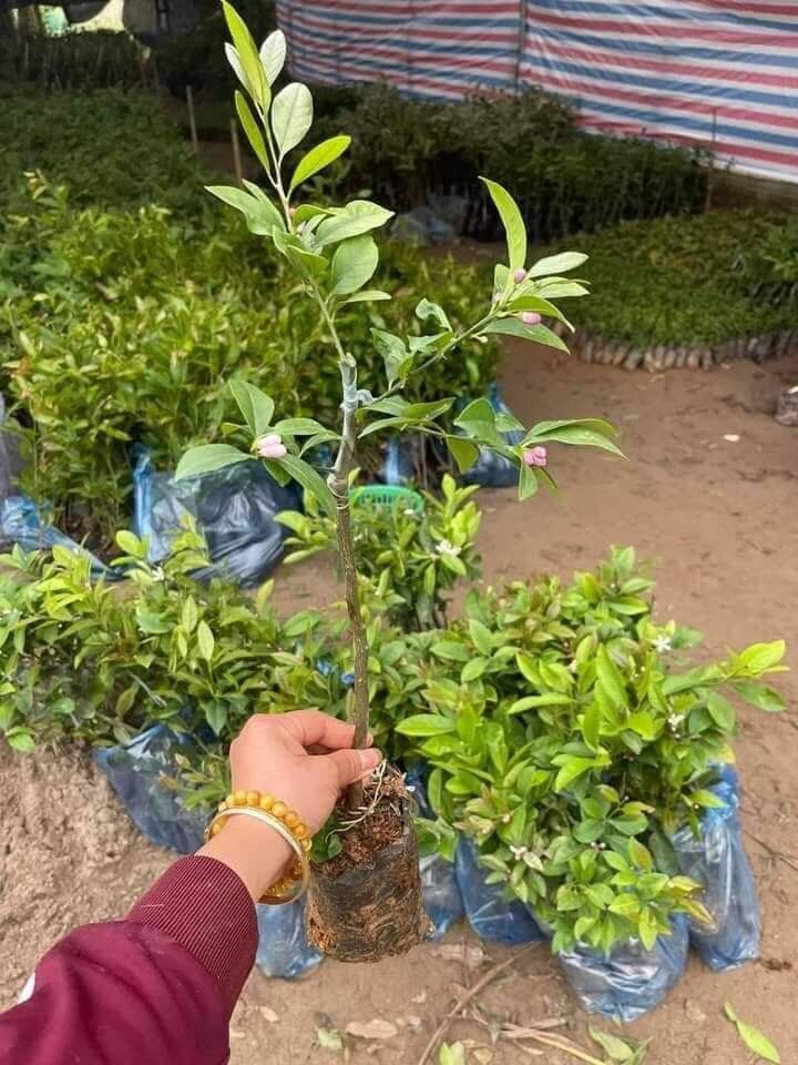 Combo 2 cây chanh tứ quý tán xum, cây ghép, chánh tứ quý ghép, đã có thể ra quả , cây tranh, tranh