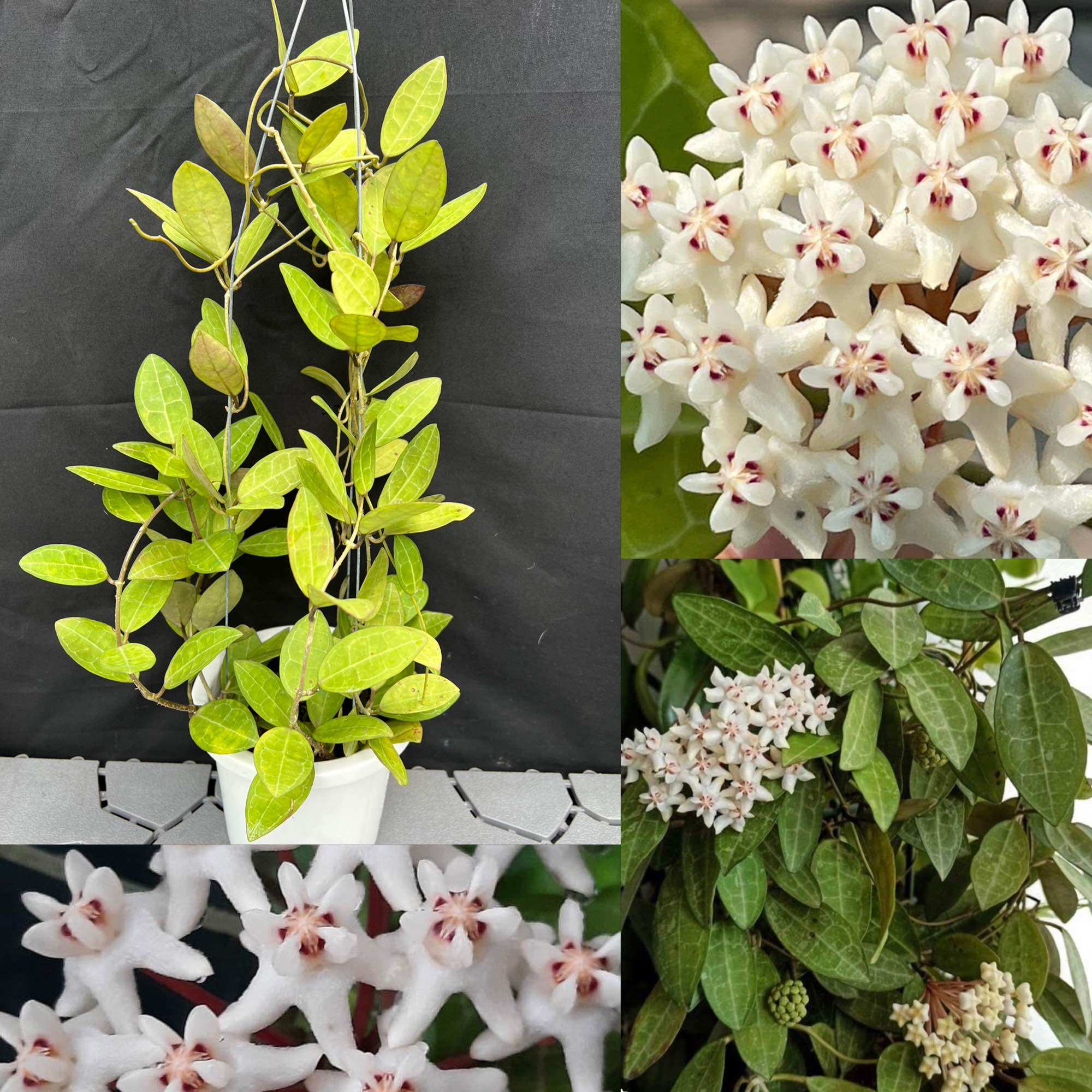 Hoa Cẩm cù Hoya Eliptica nhiều kích thước, hoa rất thơm, siêng hoa