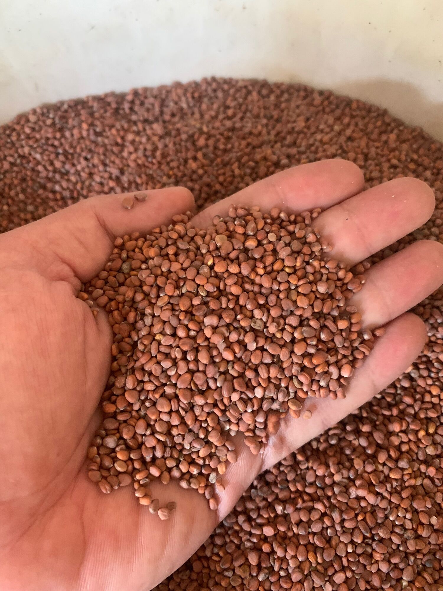 Hạt cải mầm mỡ gói 100g