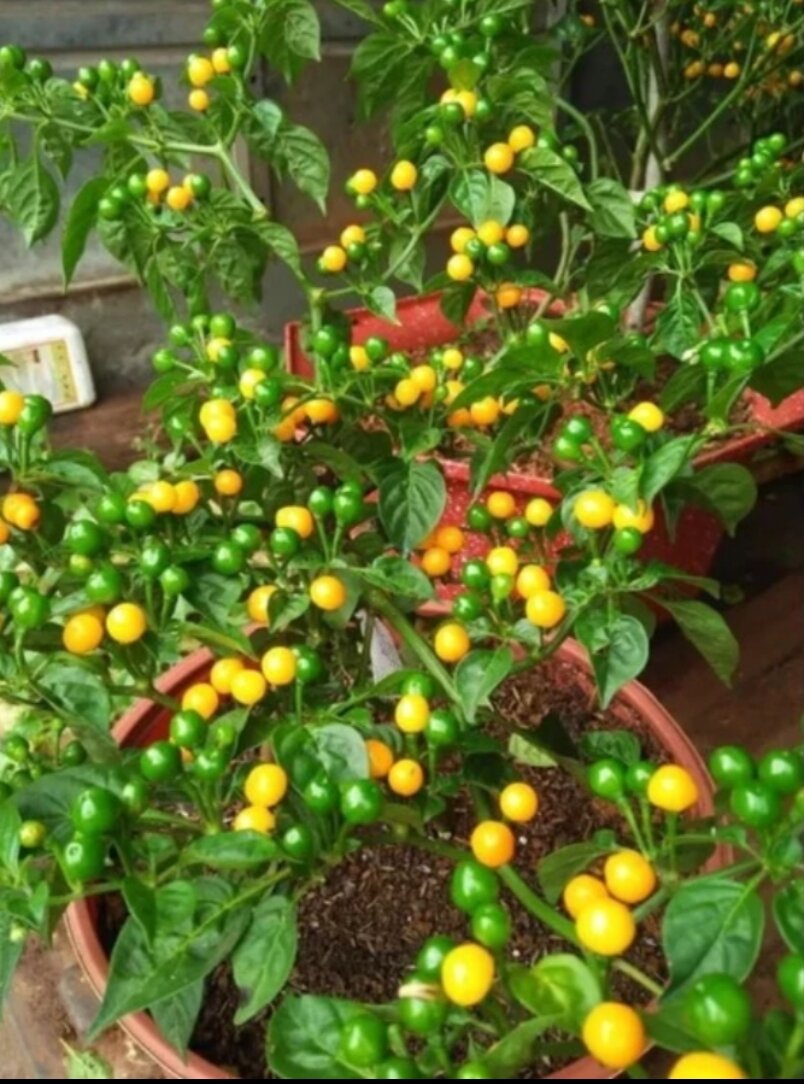 Combo 2 cây giống ớt Peru VÀNG + ĐỎ( chuẩn giống)