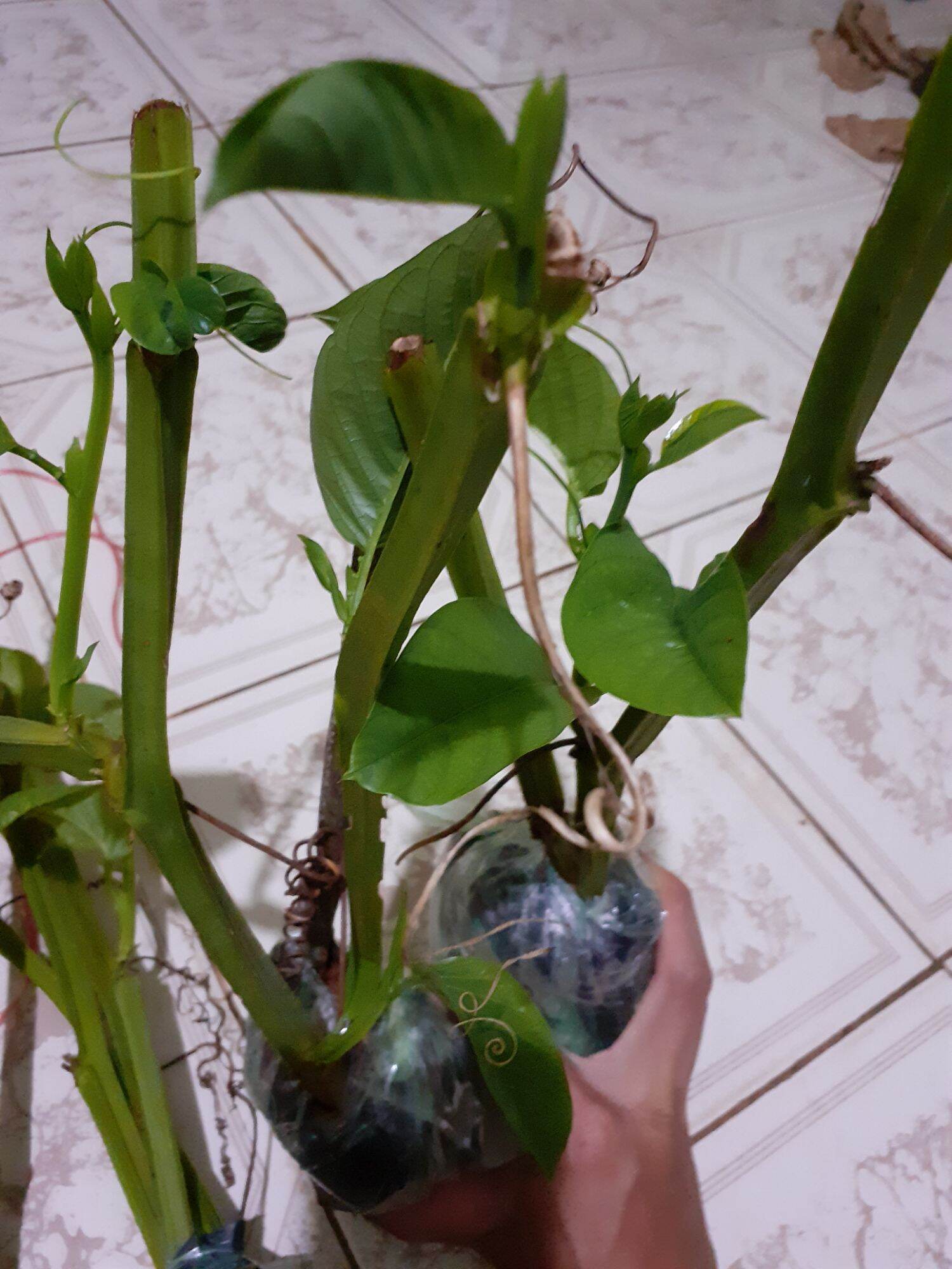 cây giống dưa gang tây