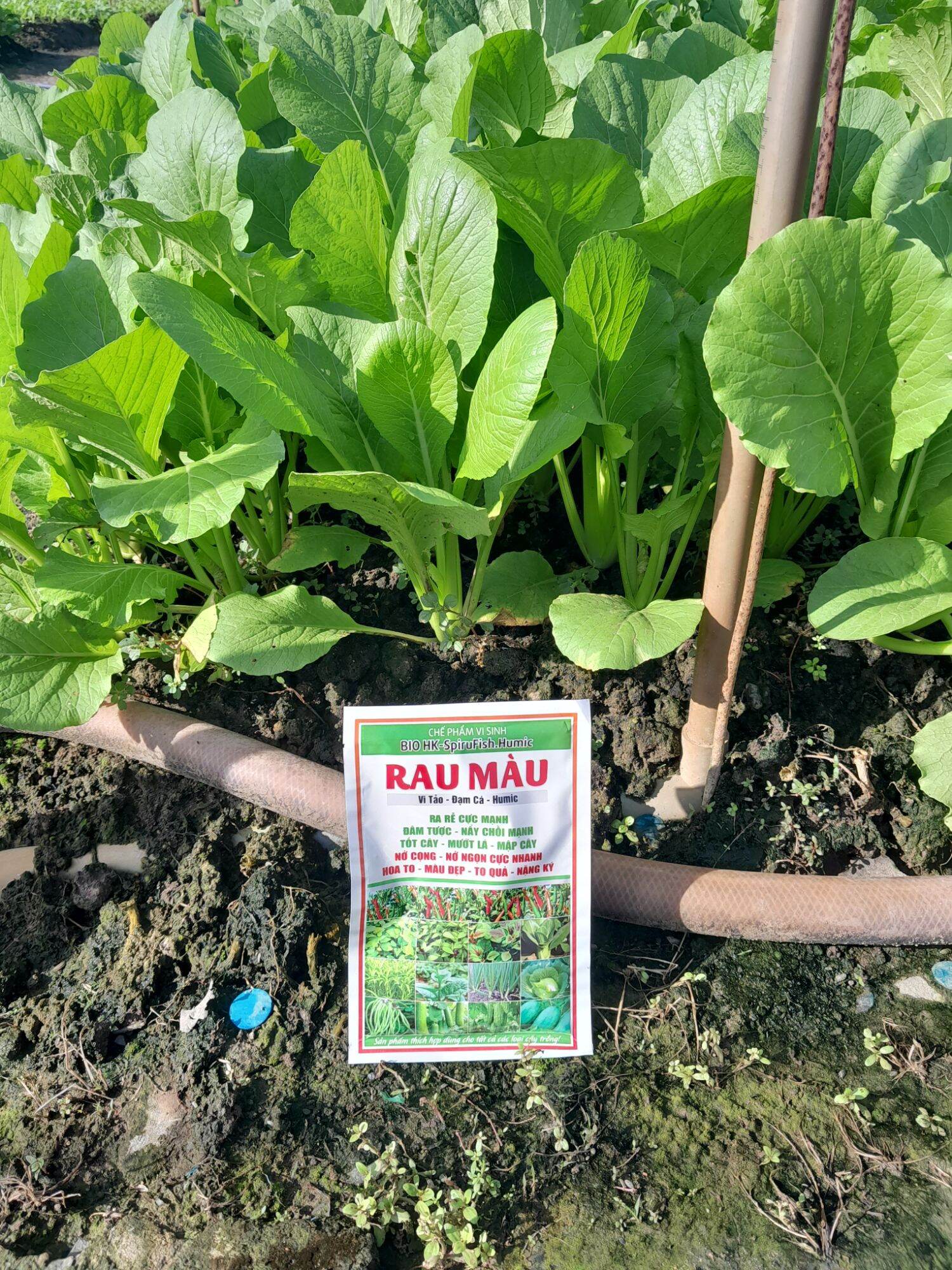 Đạm cá humic/Phân dưỡng cho rau màu/Phân bón rau