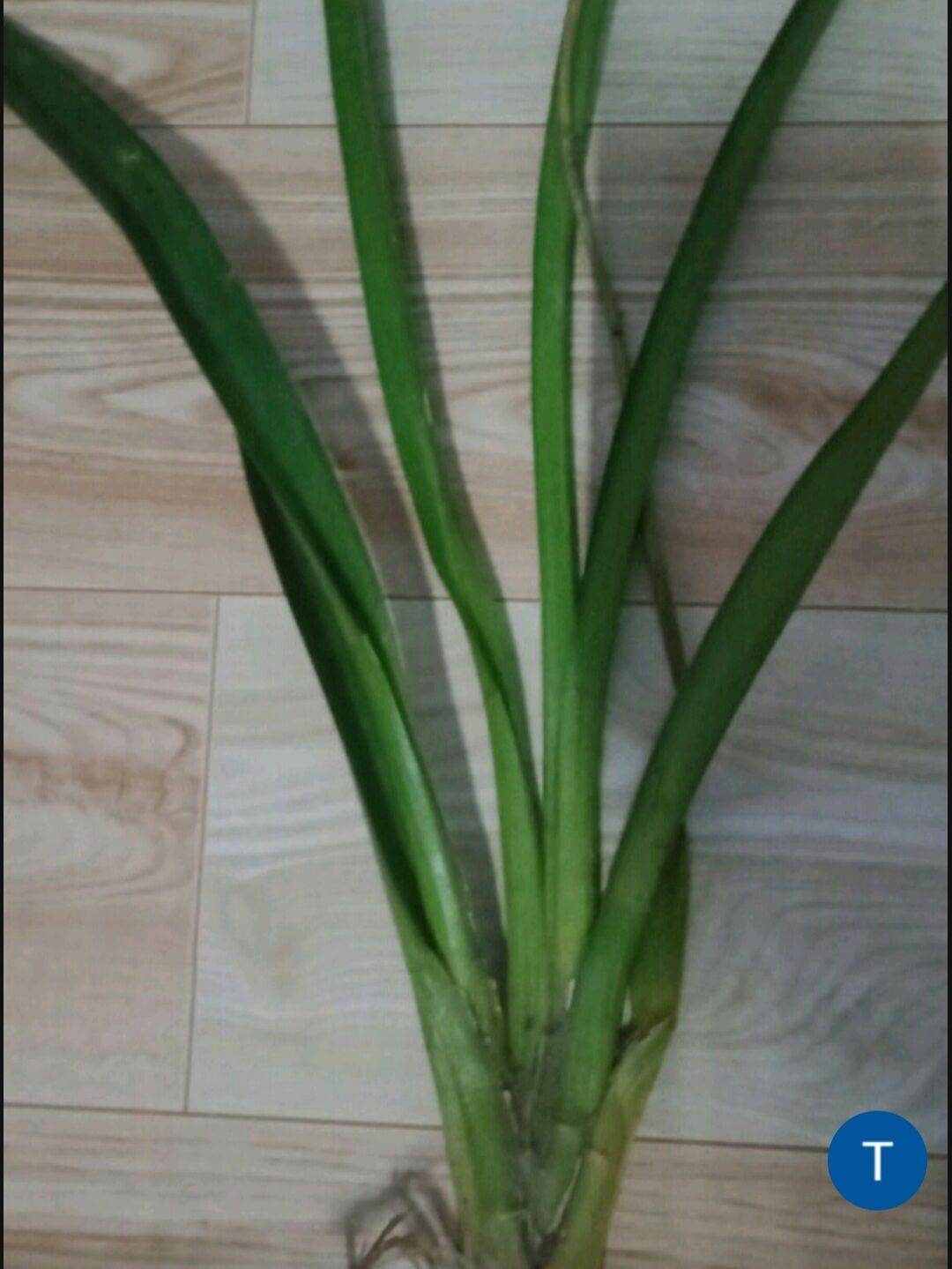 Cây Lan kiếm ( hình 2)
