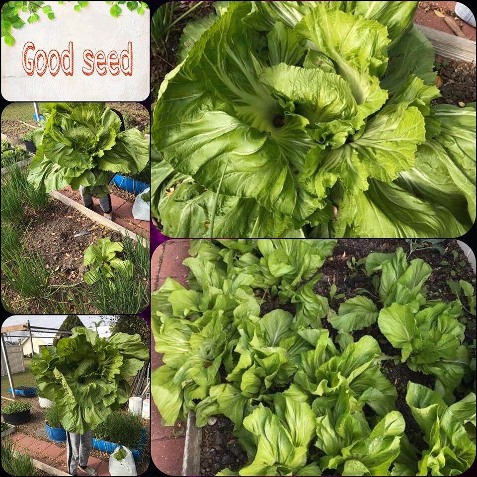 Gói Cải Dưa Bẹ ( dưa muối) gói 100g Chất lượng Cao