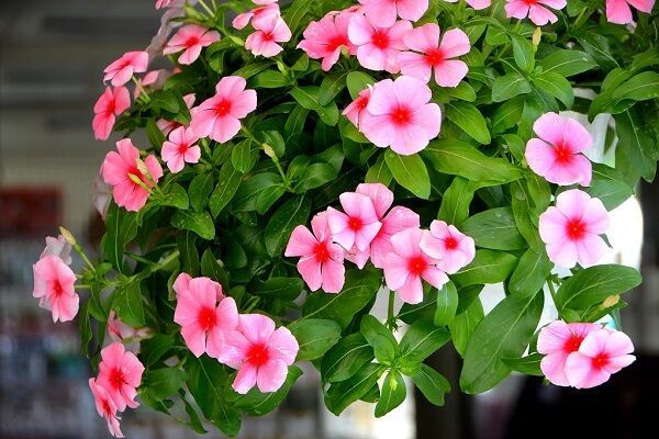 Hạt giống Hoa Dừa Cạn Mix 40cm