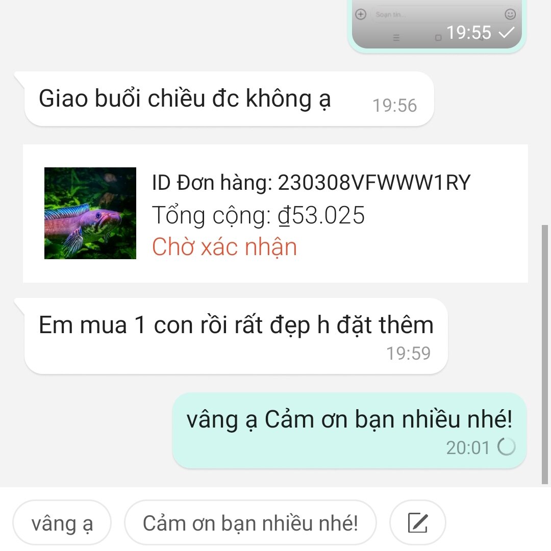 cá lóc vây xanh mua 3 tặng 1(bảo hành rủ ro)