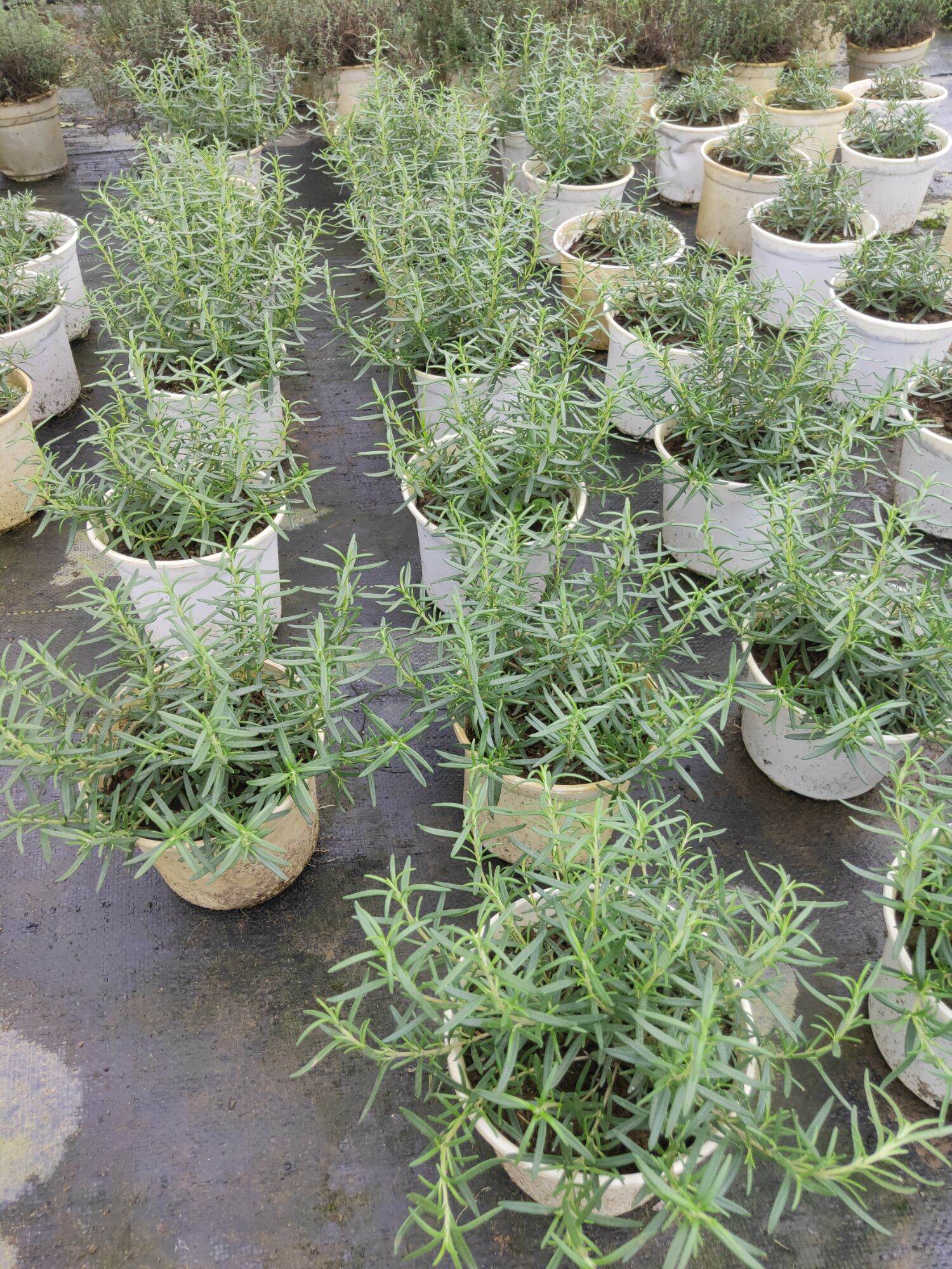 Hương thảo chậu 2-3 cây rosemerry