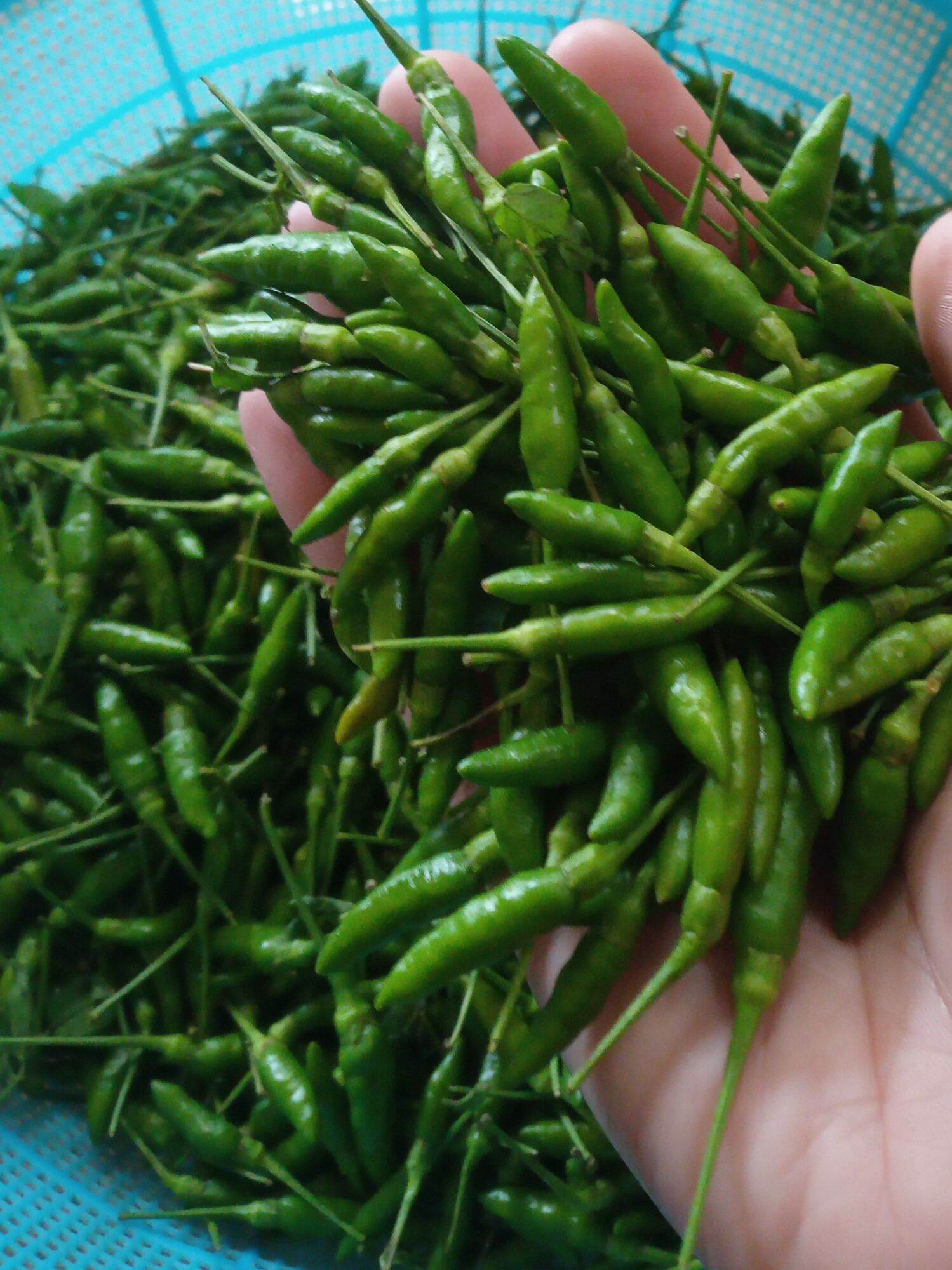 Ớt thóc xóc muối chuẩn vị tây bắc (3lọ/600g)