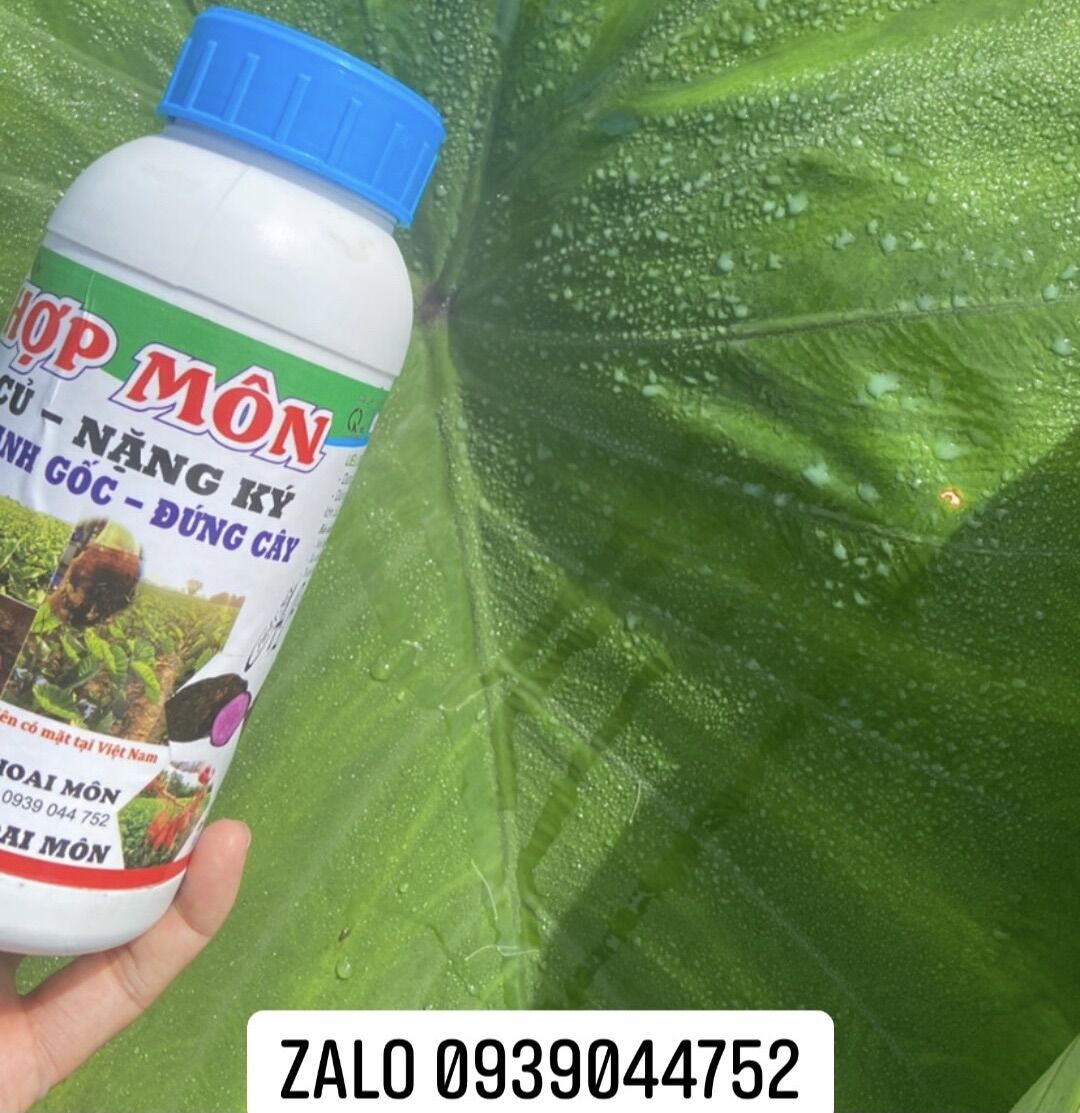 Siêu To Củ Khoai Môn