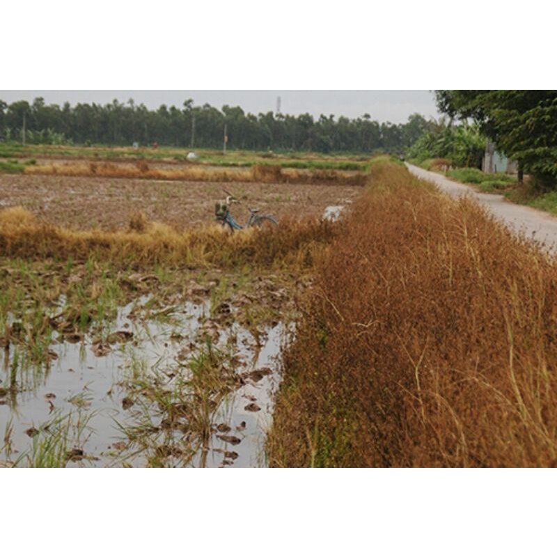 THUỐC DIỆT CỎ HẠT CỐM TRẮNG BIOGLY 88.8SP. gói 50G