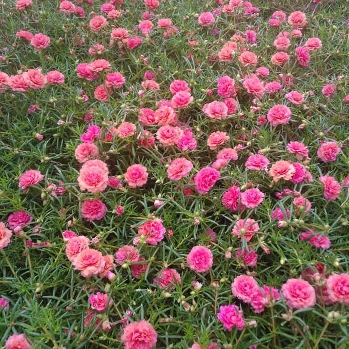 Chậu hoa 10 giờ nhiều màu