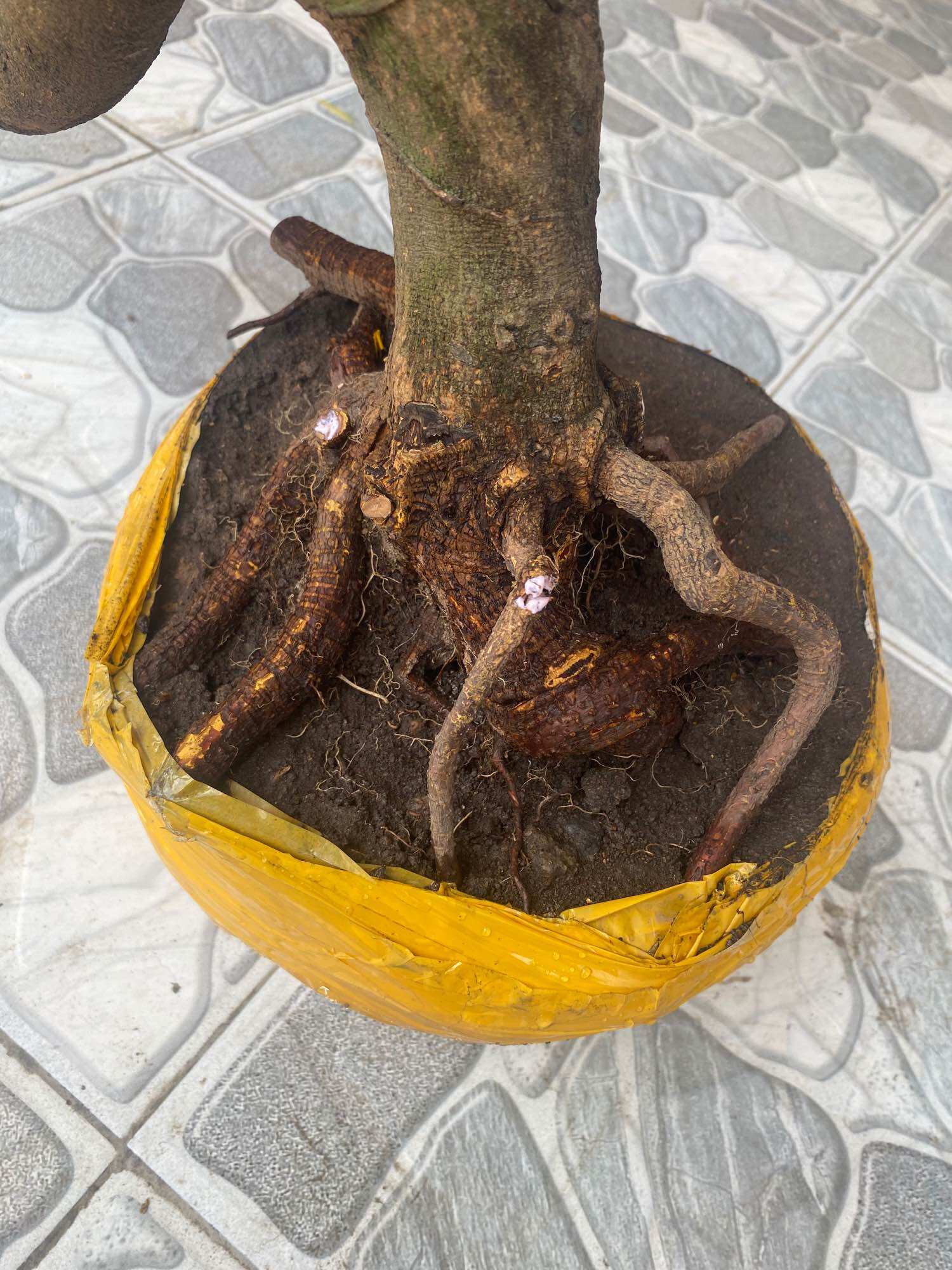 Phôi mai vàng dáng long ( như hình )