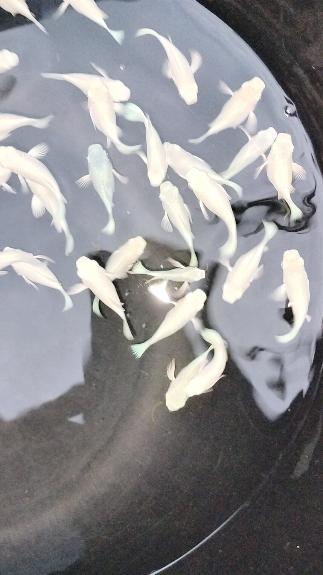 Molly platinum đuôi tròn 10 bé 120k