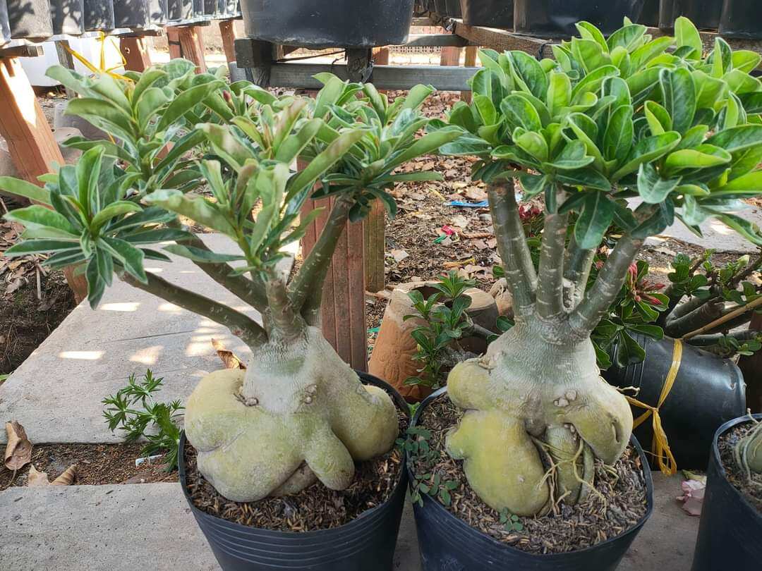 Sứ Thái Ghép Cánh Kép