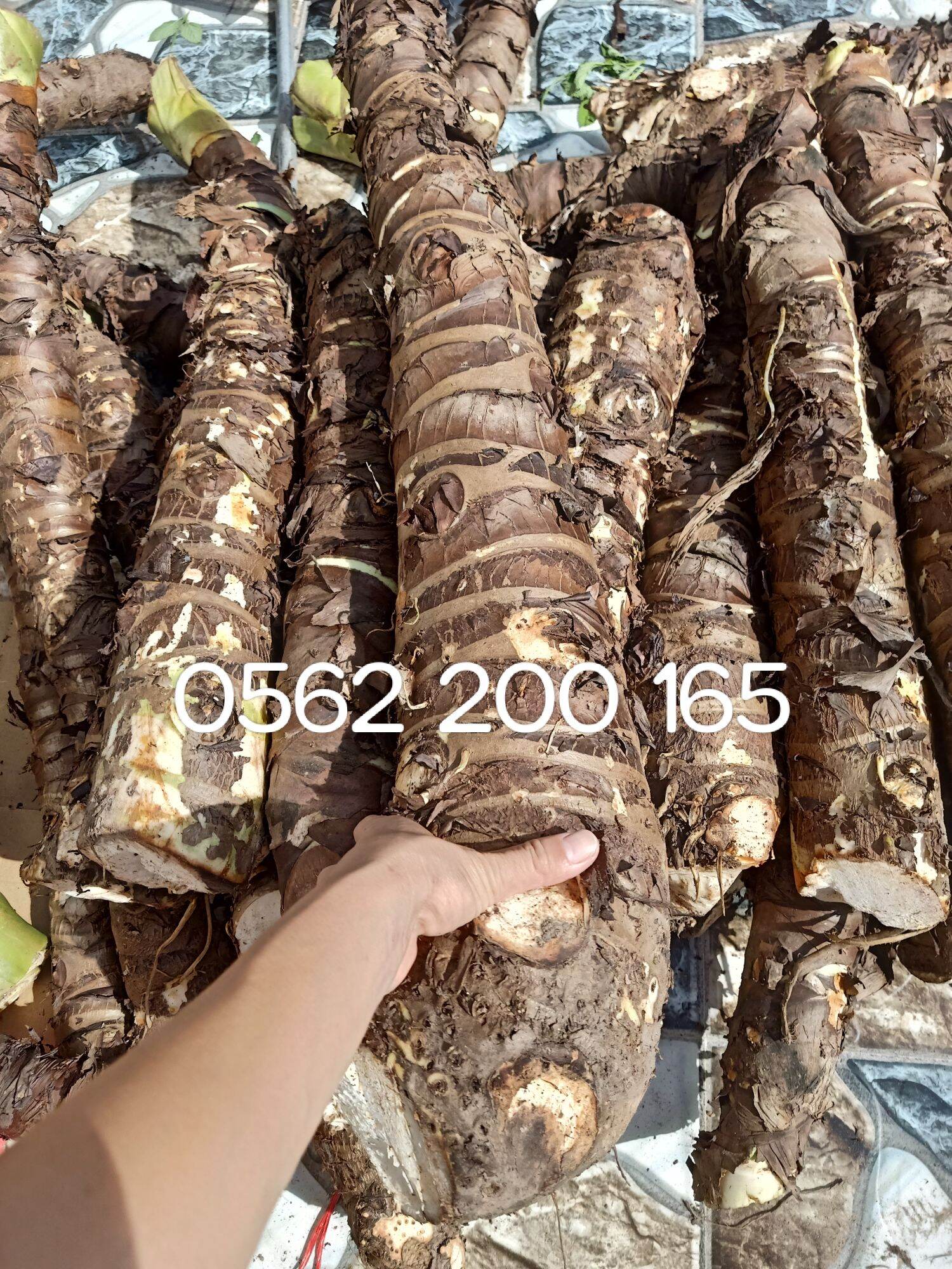 (Mua 5 tặng thêm 1).Chỉ 100k/combo 5kg, củ bạc hà núi chuẩn chất lượng