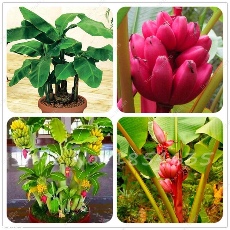 Cây chuối cảnh mini, giống chuối trồng chậu cảnh, chuối lùn