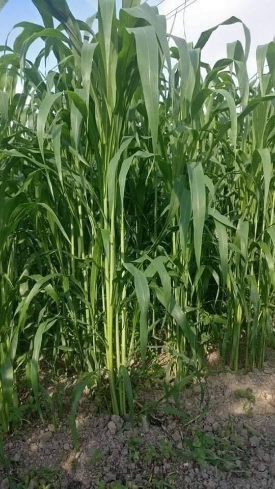 Hạt giống cỏ ngô  SUDAN LAI