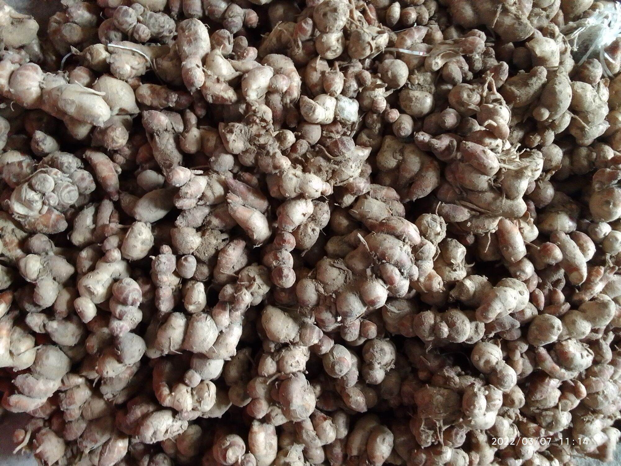 củ địa liền tươi 1kg/ củ xá kén/củ xá kiếng