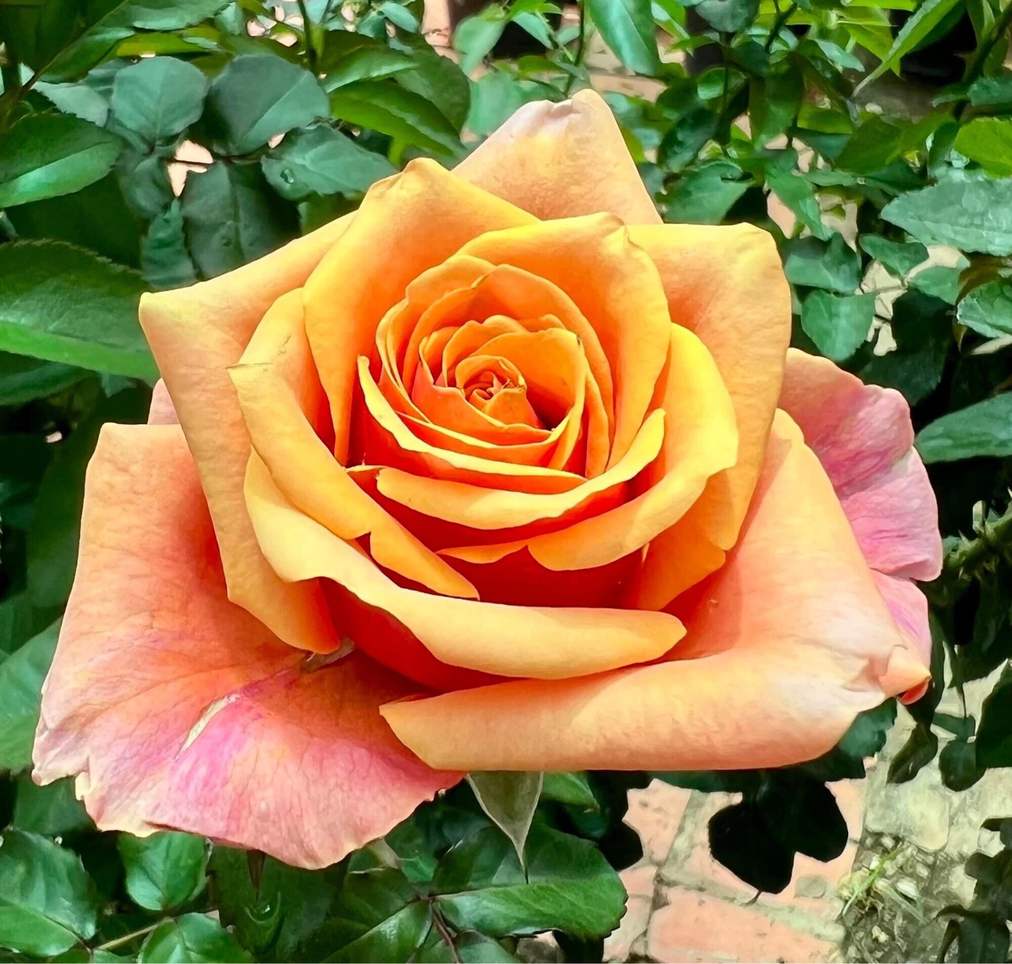 Hoa hồng ngoại Cherry brandy rose