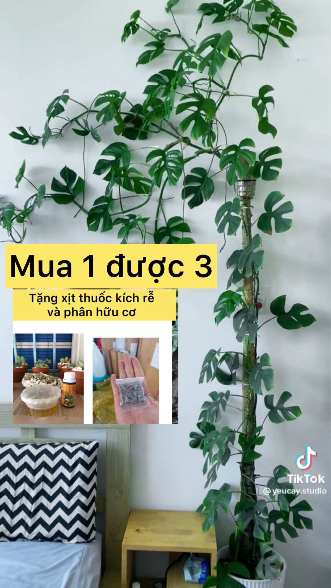 Cây trầu bà leo cột mon mini