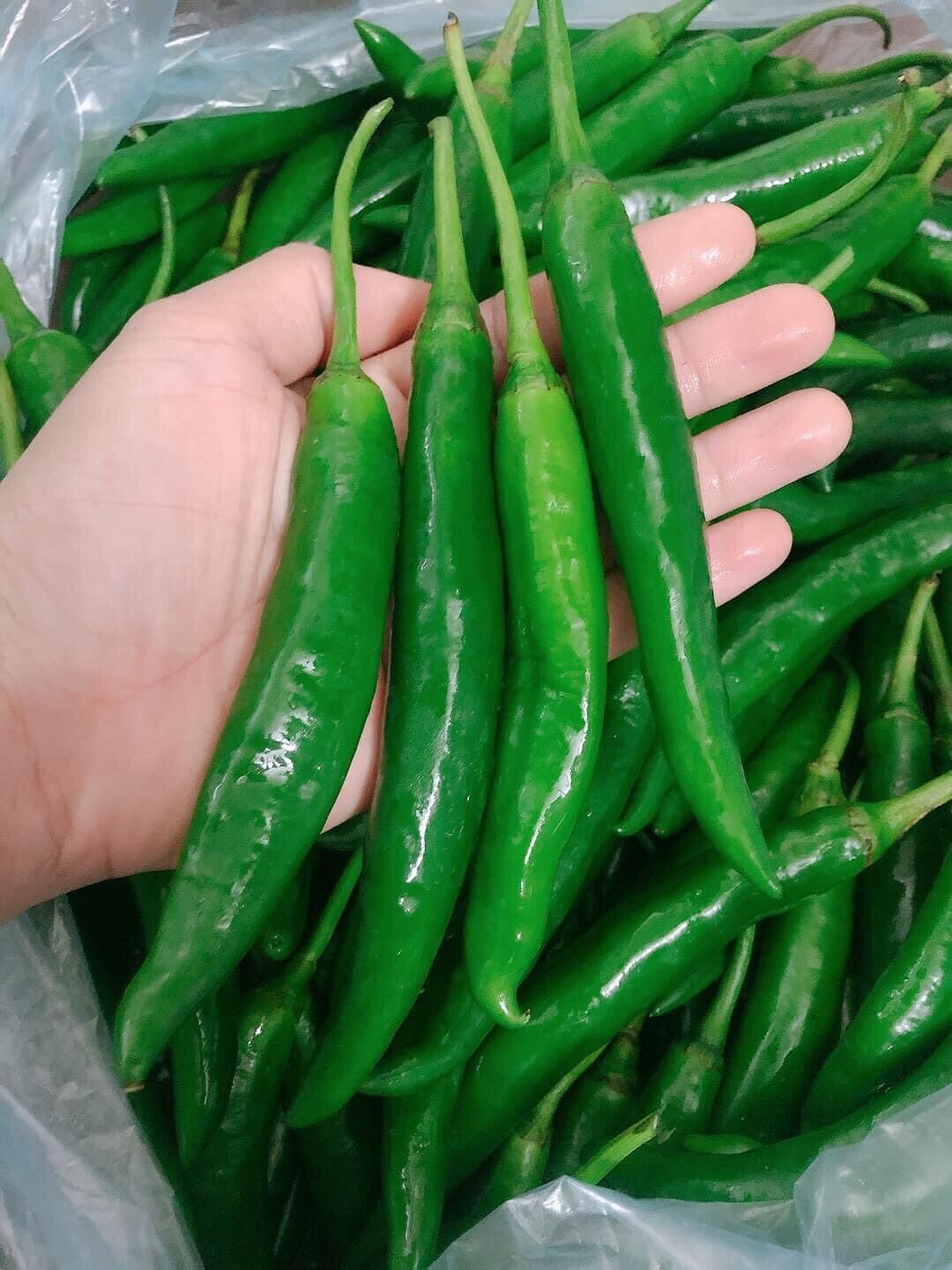 [CHỈ GIAO TP HCMinh ] ớt sừng xanh Hàn Quốc 100g/18k