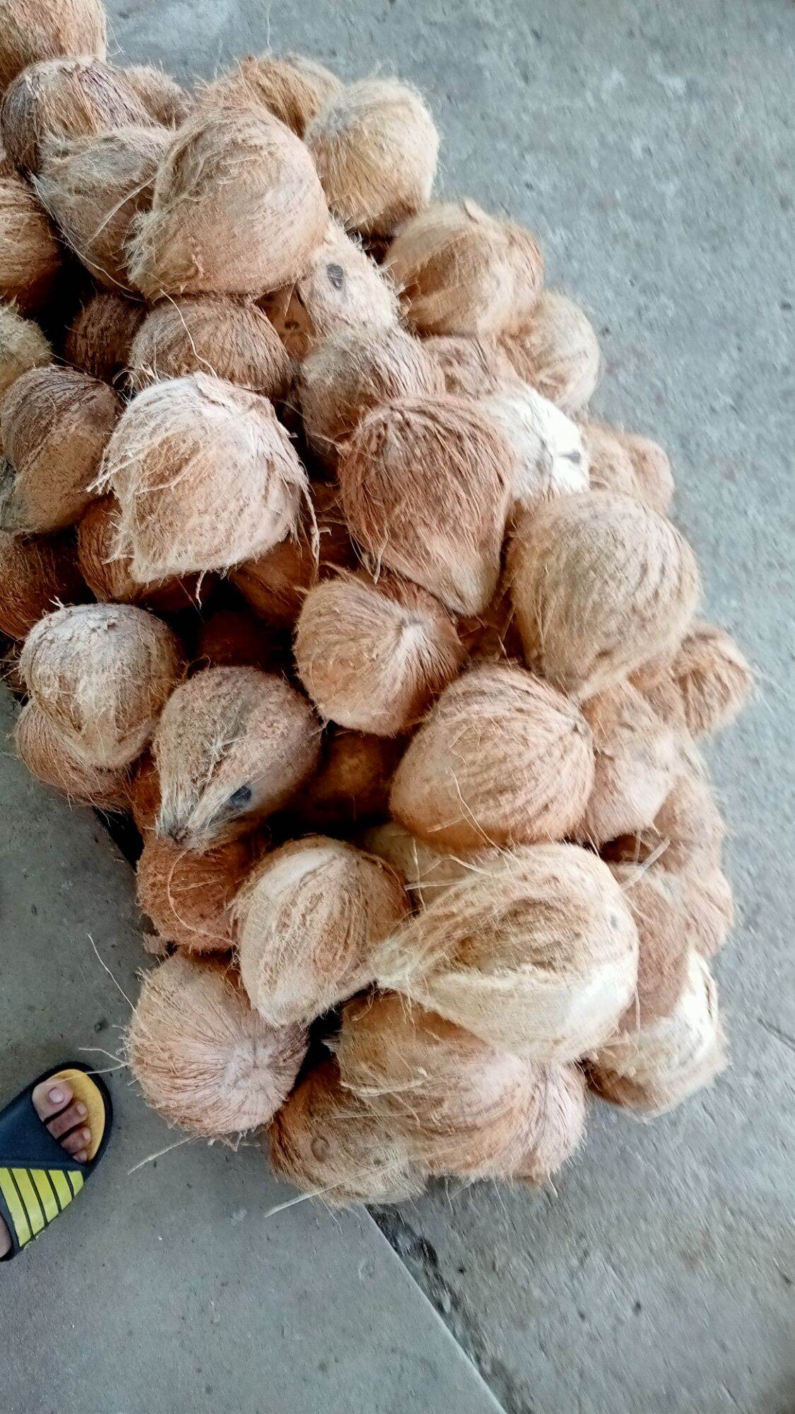 Dừa khô lột vỏ. 700g >900g ..7k. giá siu rẻ