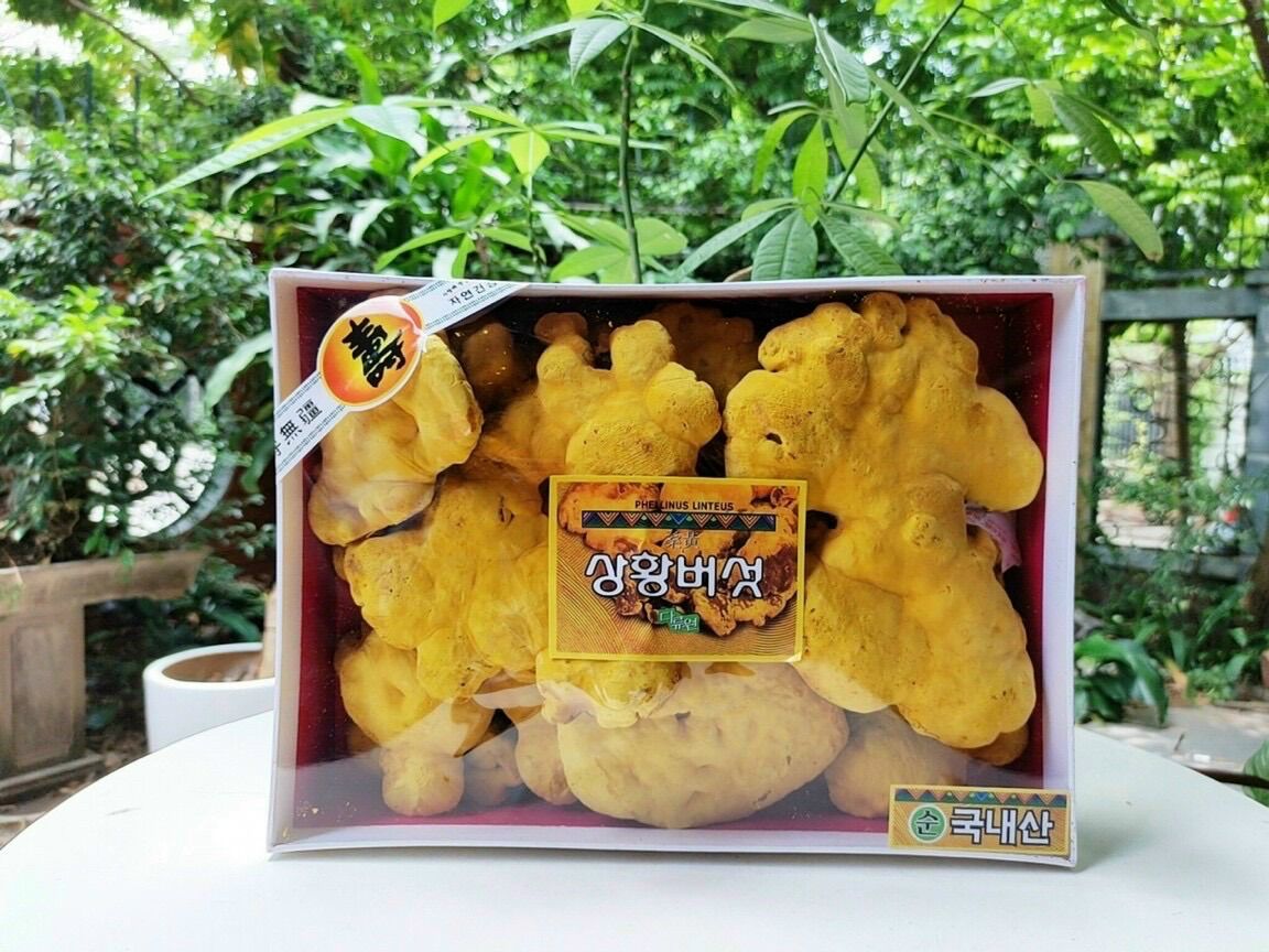 Nấm linh chi thượng hoàng Hàn quốc 0,5kg