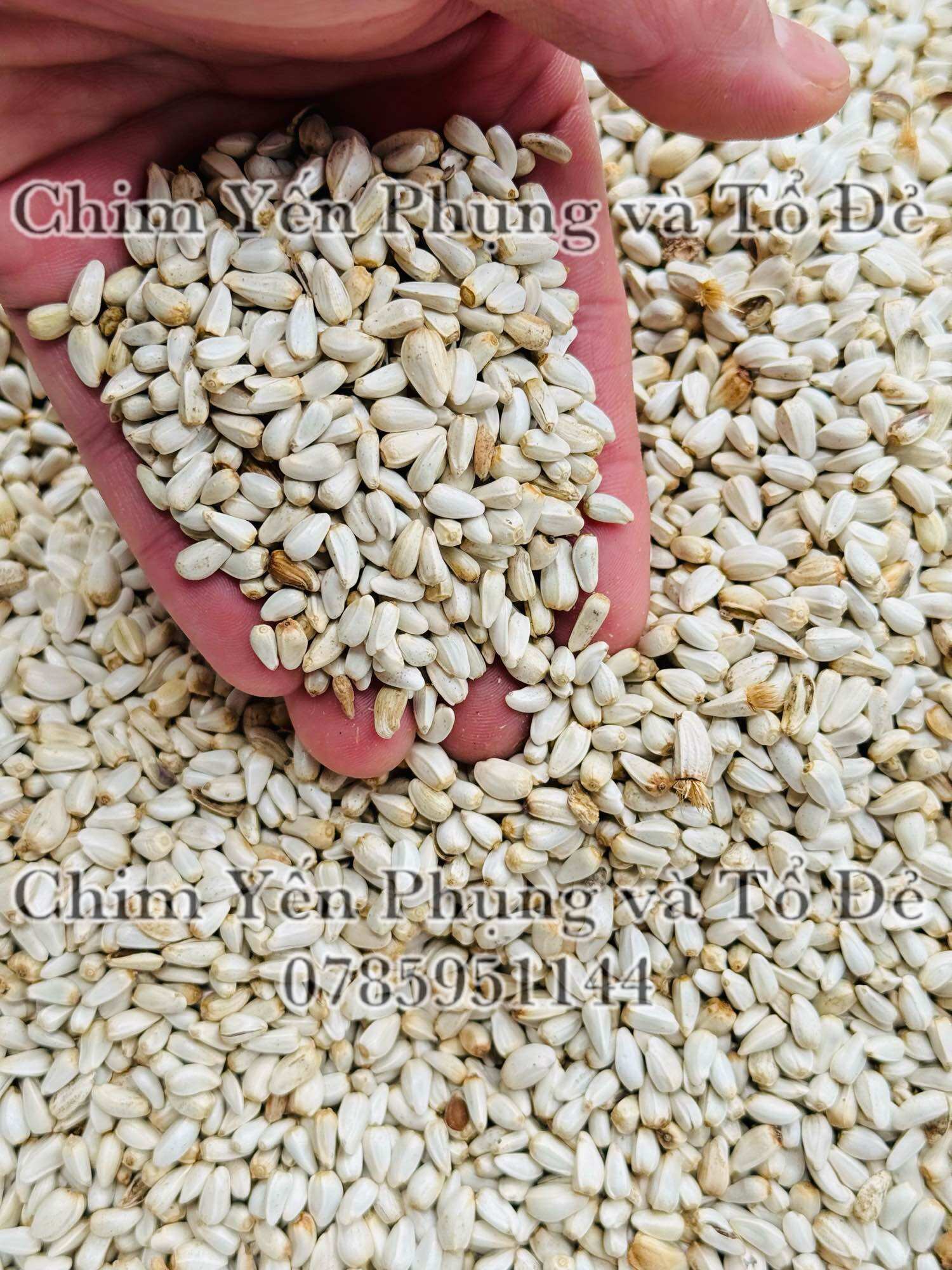 500g hạt kham trắng (Safflower Seed) cho thú cưng.