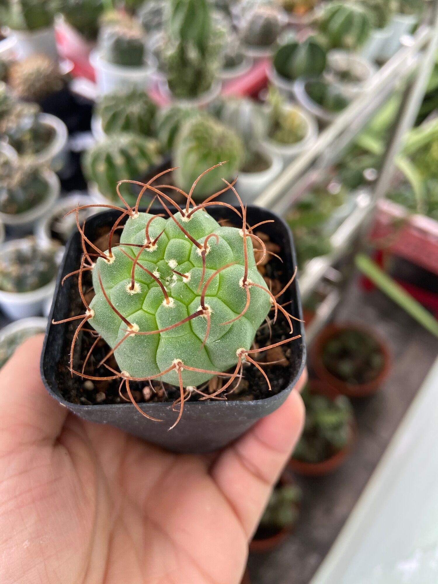 Xương Rồng Matu Hạt 2-3cm