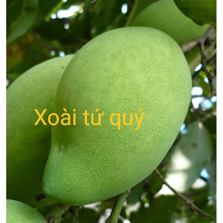 CÂY GIỐNG XOÀI TỨ QUÝ