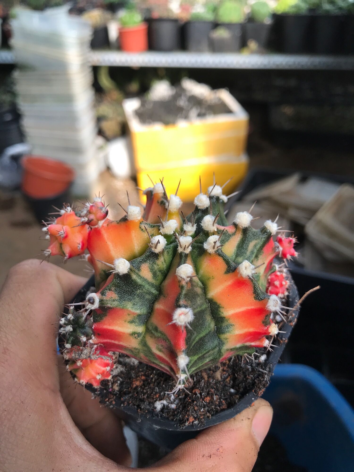 Combo 3 cây xương rồng lem size 8-10cm