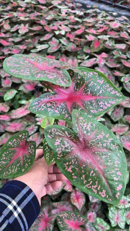 Cây giống caladium môn kiểng ngoại