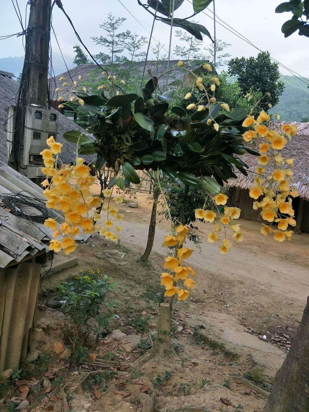 Combo 2 bó Lan Vảy Rồng