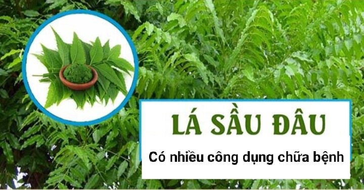 Cây Sầu Đâu ( 40-50cm)