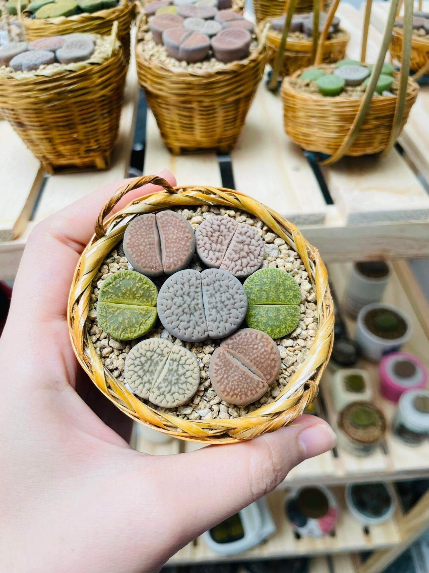 Chậu cần xé