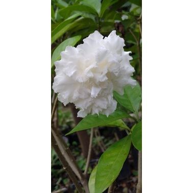 Lài tuyết ( Crepe Jasmine)