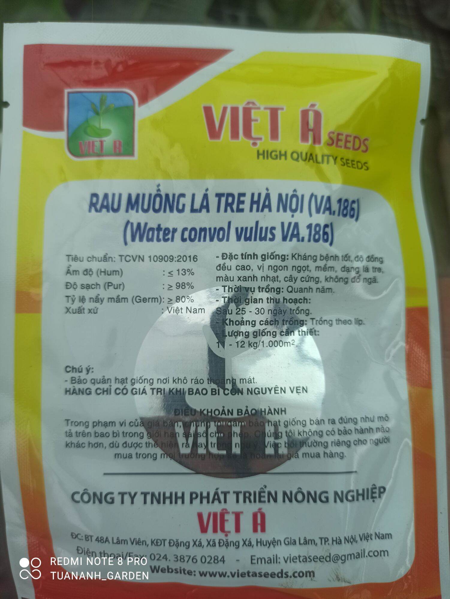 hạt giống rau muống lá tre